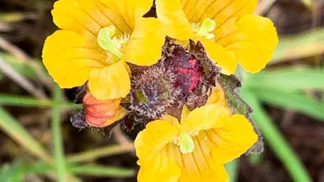 Orobanchaceae Alectra sp., Orobanchaceae