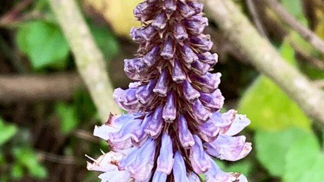 Pycnostachys urticifolia
