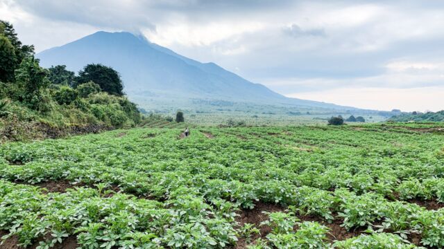 Farmland on the edge of the park. That is Mt Sabyinyo in the background, a volcano. Crop is Irish potatoes Farmland on the edge of the park.