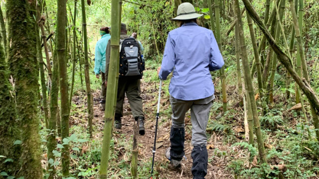 Once in the park, a bamboo jungle with lots of undergrowth. Watch for buffalo and elephants! Once in the park, a bamboo jungle with lots of undergrowth.