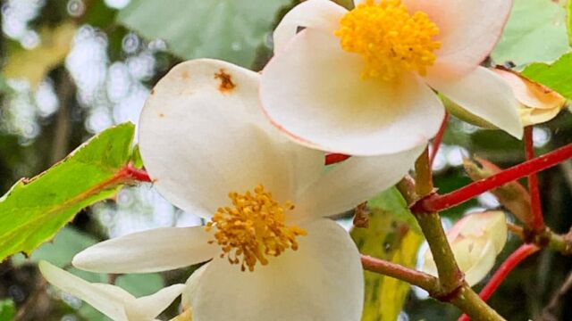 Begonia meyeri-johannis