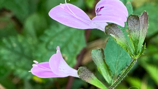 Acanthus Family