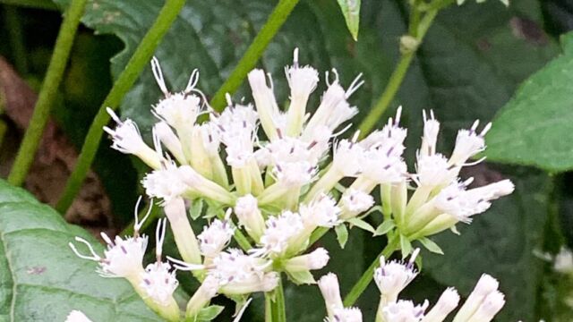 Mikania sp. Hempvine, Mikania sp.