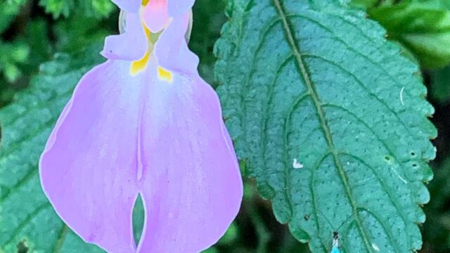 Impatiens assurgens