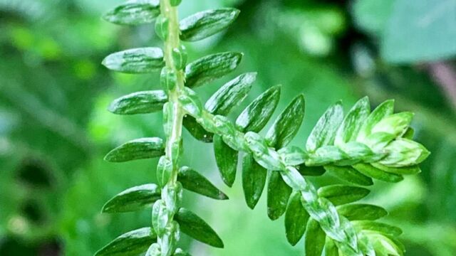 Selaginella kraussiana Krauss's Clubmoss, Selaginella kraussiana