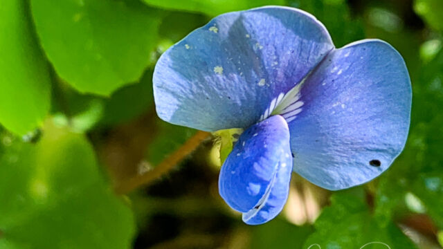 Fabaceae species