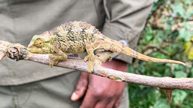 Trioceros rudis, native to this area Coarse Chameleon, Trioceros rudis