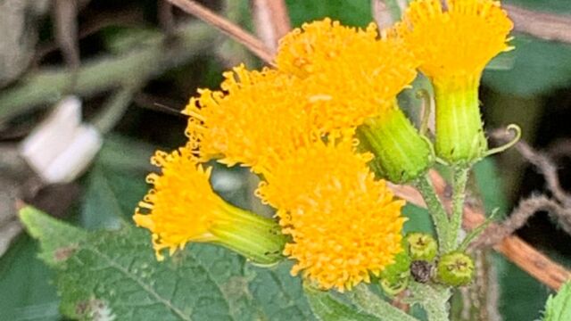 Groundsels and Allies Tribe Senecioneae