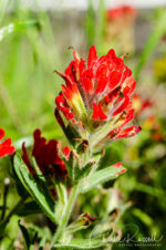 Wavy leaf paintbrush, aka Martin's paintbrush, Castilleja applegatei ssp. martinii Wavy leaf paintbrush, aka Martin's paintbrush, Castilleja applegatei ssp. martinii