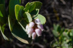 Arctostaphylos auriculata. CNPS Rank 1B.3 Mount Diablo manzanita, Arctostaphylos auriculata