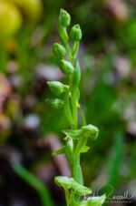 Slender bog orchid, Platanthera stricta. Note lower lip is not as long/skinny as P. sparsiflora Slender bog orchid, Platanthera stricta
