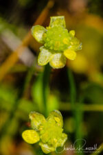 Vernal pool buttercup, Ranunculus bonariensis var. trisepalus. The entire flower is just 10mm across Vernal pool buttercup, Ranunculus bonariensis var. trisepalus