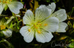 Table Mountain Meadowfoam, Limnanthes douglasii ssp. nivea. AKA Snow white meadowfoam Table Mountain Meadowfoam, Limnanthes douglasii ssp. nivea