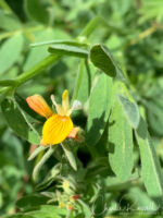 Streambank Bird's-foot Trefoil, Hosackia oblongifolia var. oblongifolia