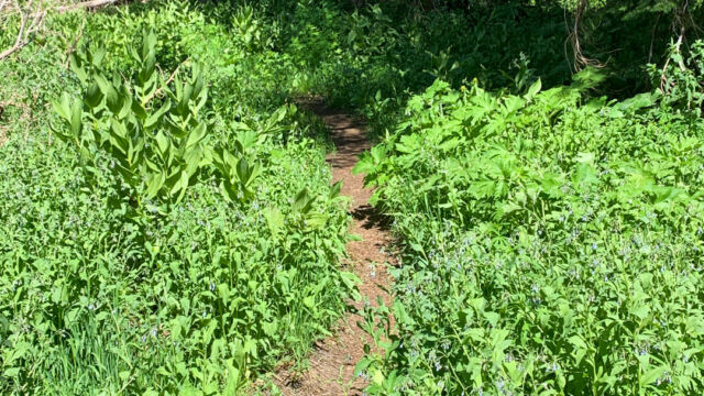 Dan Qualye trail Oyster Creek