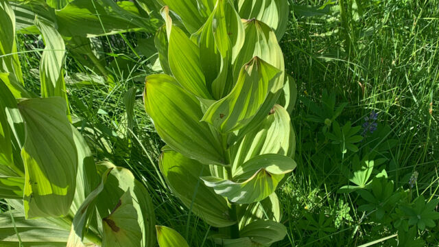Veratrum californicum var. californicum (nif) California corn lily, Veratrum californicum var. californicum