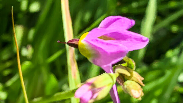 Primula tetrandra Alpine shooting star, Primula tetrandra