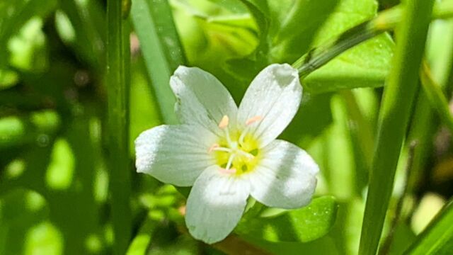 Montia chamissoi Toad lily, Montia chamissoi