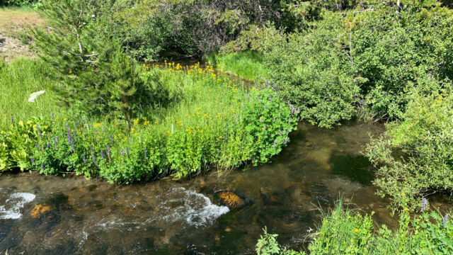 Oyster Creek along the path Oyster Creek