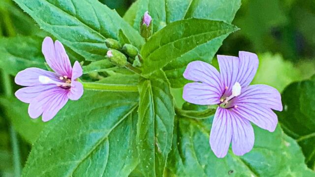 Epilobium ciliatum Fringed Willowherb, Epilobium ciliatum