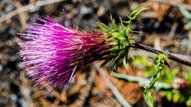 Cirsium andersonii Anderson's thistle, Cirsium andersonii