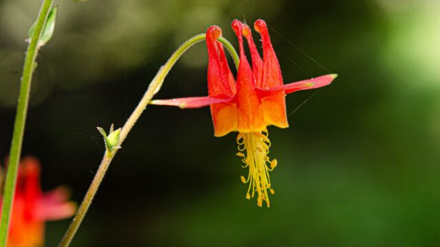 Aquilegia formosa Crimson columbine, Aquilegia formosa