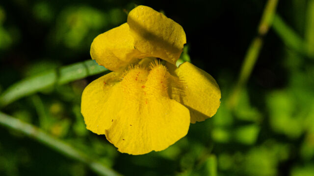 Erythranthe tilingii Tiling's Monkeyflower, Erythranthe tilingii