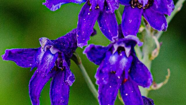 Delphinium glaucum. streamside Mountain larkspur (aka Sierra larkspur), Delphinium glaucum