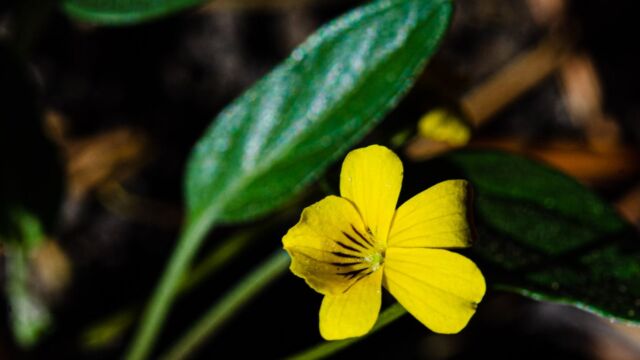 Viola purpurea Goosefoot Violet, Viola purpurea