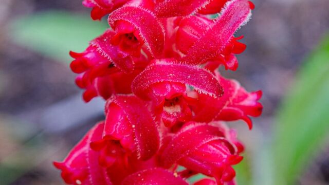 Sarcodes sanguinea Snowplant, Sarcodes sanguinea