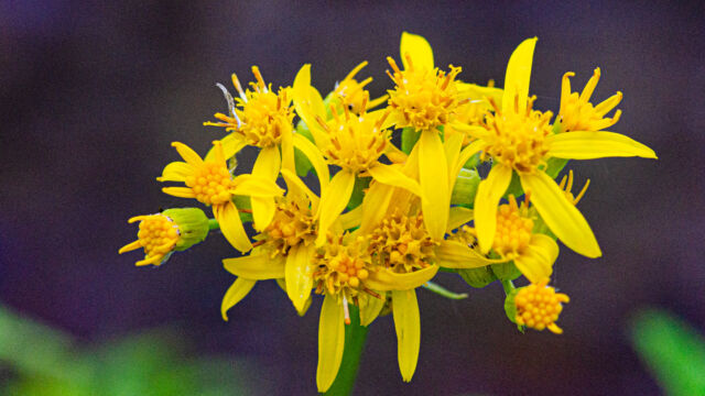 Senecio triangularis Arrowleaf Senecio, Senecio triangularis