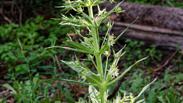 Frasera speciosa Monument plant, Frasera speciosa