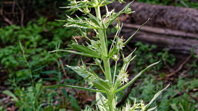Frasera speciosa Monument plant, Frasera speciosa