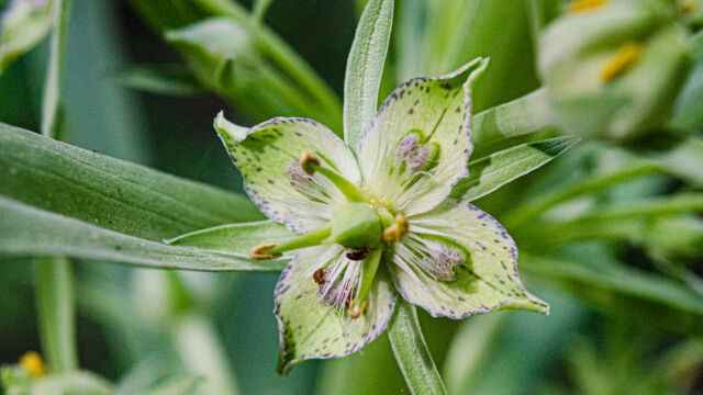 Frasera speciosa Monument plant, Frasera speciosa