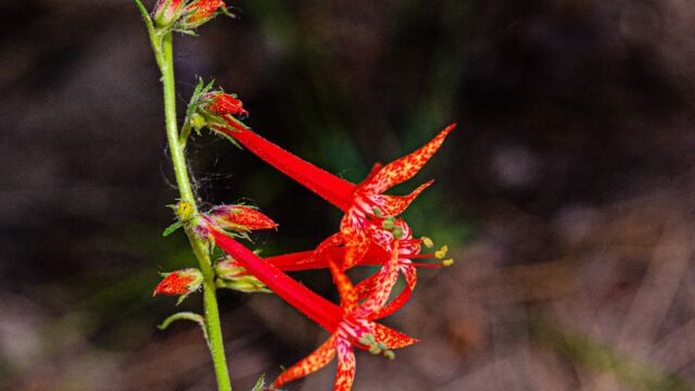 Ipomopsis aggregata Scarlet Gilia, Ipomopsis aggregata