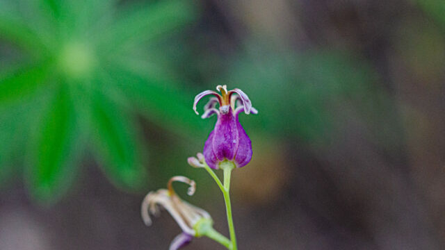 Streptanthus tortuosus Mountain Jewelflower, Streptanthus tortuosus