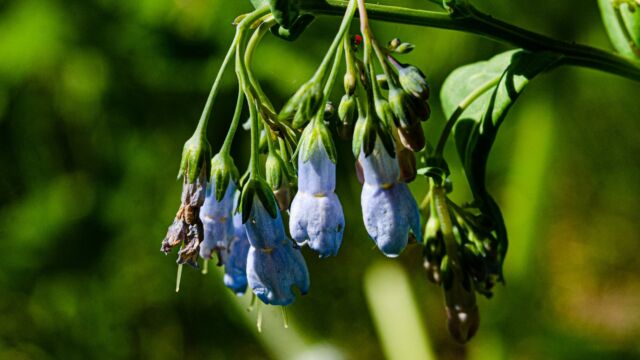 Mertensia ciliata Mountain Bluebells, Mertensia ciliata