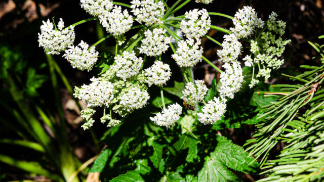 Heracleum maximum Common cowparsnip, Heracleum maximum