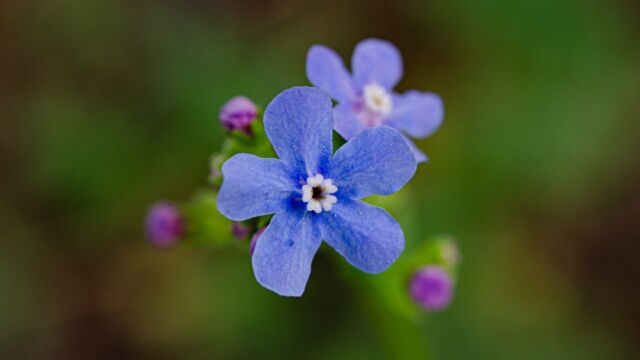 Hackelia species. Probably Sierra stickseed, Hackelia nervosa Stickseed, Hackelia species