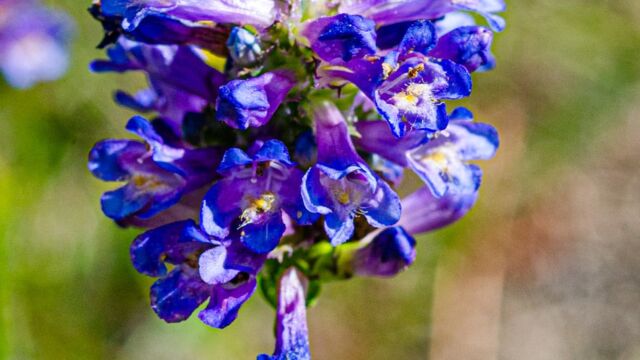 Penstemon rydbergii var. oreocharis (glabrous inflorescence) Meadow beardtongue, Penstemon rydbergii var. oreocharis