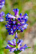Penstemon rydbergii var. oreocharis (glabrous inflorescence), Oyster Creek CA. Native Penstemon rydbergii var. oreocharis