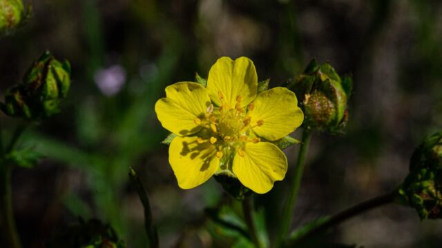 Potentilla gracilis Slender cinquefoil, Potentilla gracilis