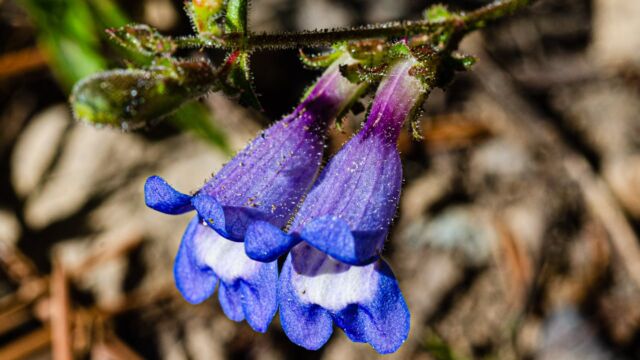 Penstemon roezlii Roezl's Penstemon, Penstemon roezlii