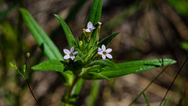 Collomia linearis Narrow-leaf Mountain Trumpet, Collomia linearis