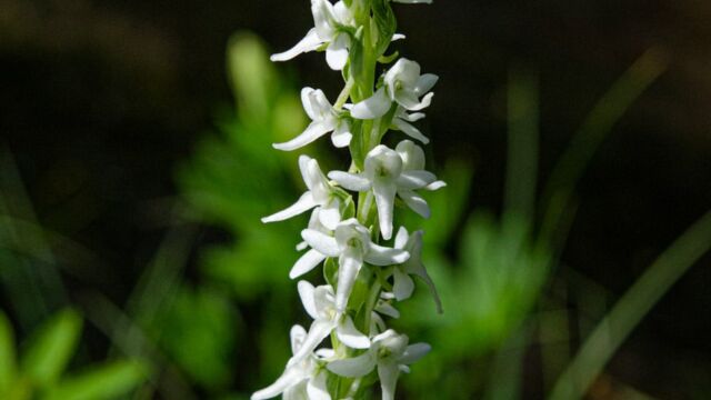 Platanthera dilatata var. leucostachys Sierra Bog Orchid, Platanthera dilatata var. leucostachys