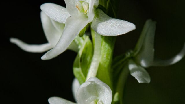 Platanthera dilatata var. leucostachys Sierra Bog Orchid, Platanthera dilatata var. leucostachys