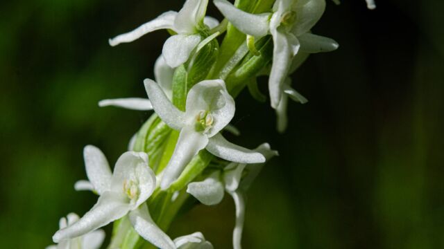 Platanthera dilatata var. leucostachys Sierra Bog Orchid, Platanthera dilatata var. leucostachys