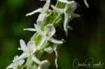 Platanthera dilatata var. leucostachys. closeup of the individual flower. Oyster Creek CA Sierra Bog Orchid, Platanthera dilatata var. leucostachys