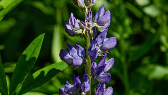 Lupinus latifolius Bigleaf lupine, Lupinus latifolius
