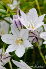 Triteleia peduncularis. Anthers at different levels Long rayed brodiaea, aka Marsh triteleia. Triteleia peduncularis